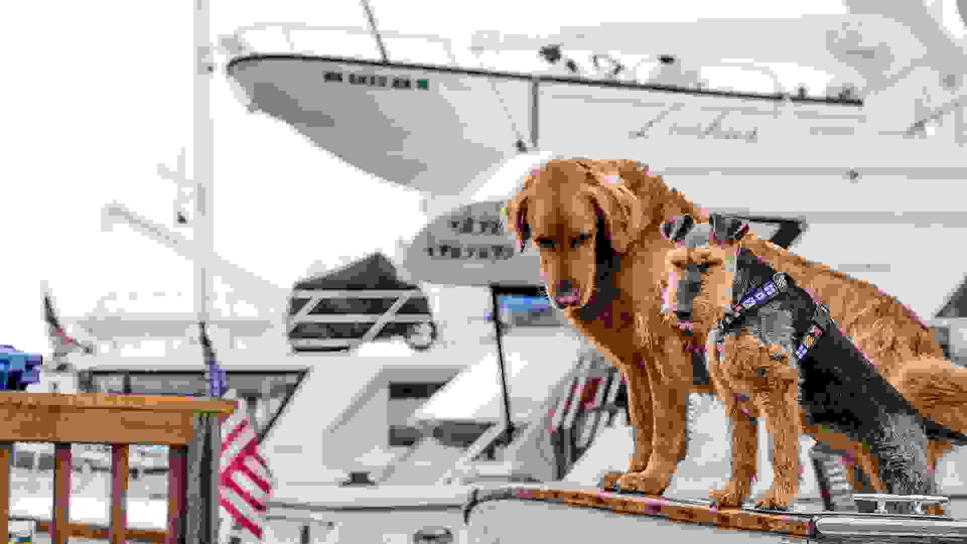 Dogs on yacht